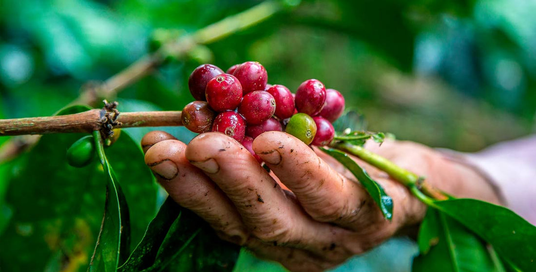 ¿Por qué el café colombiano?