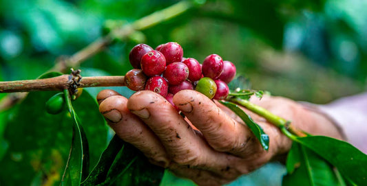 ¿Por qué el café colombiano?
